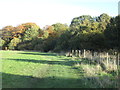 Bridleway approaching Scholes Coppice