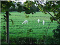 Llamas near Newington