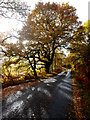 NN2782 : Sunshine through autumn oak, Glen Roy by Andy Waddington