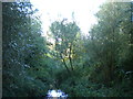 Trees at north west end of Brookvale Park