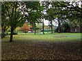 King George V Park - trees, Lawnswood Road, Wordsley, Stourbridge