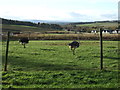 NO8599 : Ostrich farm at Parkhead by JThomas