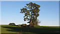 Trees in farmland near Bigods, Great Dunmow