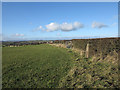 Roadside hedge with trig point