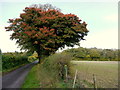 Norway Maple by Privet Lane