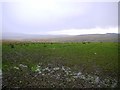 NY7988 : Wet grassland near Lane End by Andrew Curtis