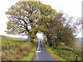 NY7889 : Between Gleedlee & Gatehouse by Andrew Curtis