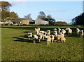 Sheep at West Linkhall