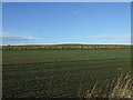 Crop field west of the B9001