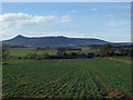 Crop field towards Whiteley