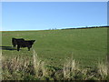 Hillside grazing, Burnside