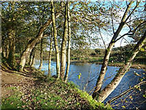 NX0982 : Riverside Walk Near  Ballantrae by Mary and Angus Hogg