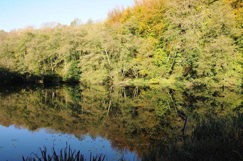 Reflections in a lake, Woodchester Park © Philip Halling :: Geograph ...