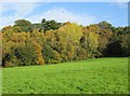 Trees at edge of field, Springfield Park, Kidderminster