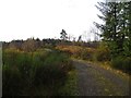 Logging road near Clashmore