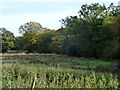 Damp field by Roman Road