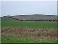 Farmland, Hallgreen Mains