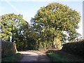 Mature trees at a bend in the lane