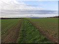 Field path running N from Winwick