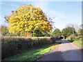 Autumn colour on Oake Lane