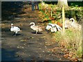 Mute swans, Cricket St Thomas, Chard