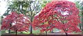 SU9940 : Japanese Maples, Winkworth Arboretum by Len Williams