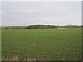 SK9194 : View towards a plantation near Red House Farm by Jonathan Thacker