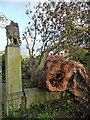 Fallen tree, West Norwood Cemetery