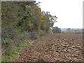 Hedgerow along arable field, Little Easton