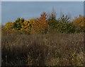 Autumn on the Aylestone Meadows