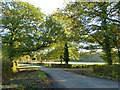 Lane junction under the trees