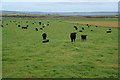 Cattle on the coastal plain near Redland