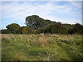 Fairham Brook nature reserve (2)