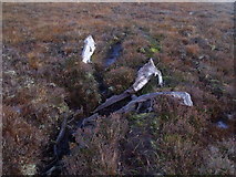 NH2967 : Bogwood - root systems of trees preserved in peat, north of Aultdearg near Garve by ian shiell