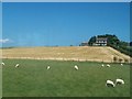 Sheep grazing land and crop land outside Greyabbey