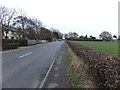 Neatly-trimmed hedge alongside Little Birks farmland