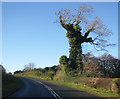 B6265 and tree