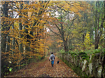 NH6853 : Road to Bay Farm in late autumn by Julian Paren