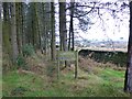 Entrance to Hameldon Wood at Barley Green