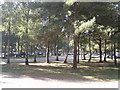 Parking under the trees in Thetford forest