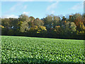 Embankment, former Meon Valley line