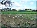 Sheep and kale