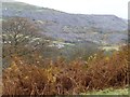 SH4852 : Autumn bracken, on the hillside west of Tanyrallt by Christine Johnstone