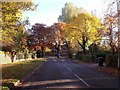 Turvey Lane running through the trees