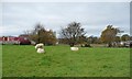 Sheep pasture, Rhos Isaf