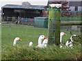 Geese on patrol, Clare Upper