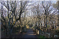 Trees along the drive to Helendale House, Lerwick