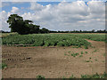 Potato crop by Undley Road