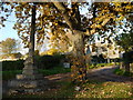 Ditteridge war memorial and oak