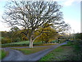 Oak tree at Alcombe